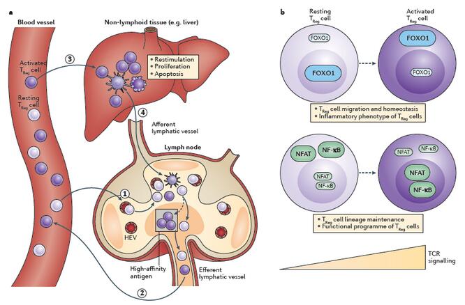 nature免疫学综述:调节性t细胞
